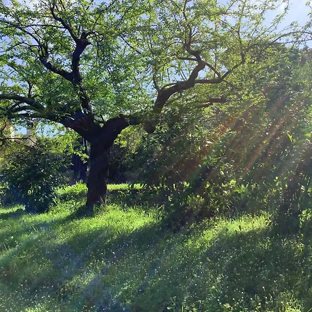 Villa Nanda A 15 Minuti Da Roma Piscina Esclusiva , Villa Nella Natura * Formello